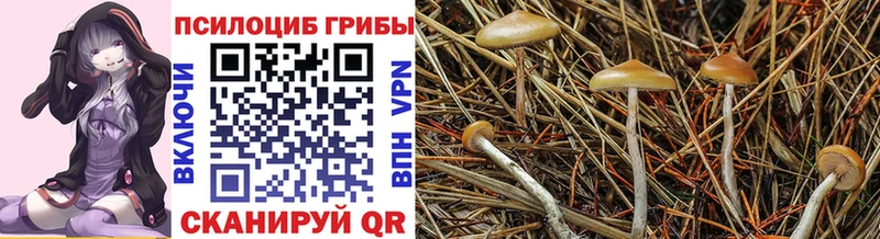 omg рабочий сайт  Пласт  Галлюциногенные грибы GOLDEN TEACHER 